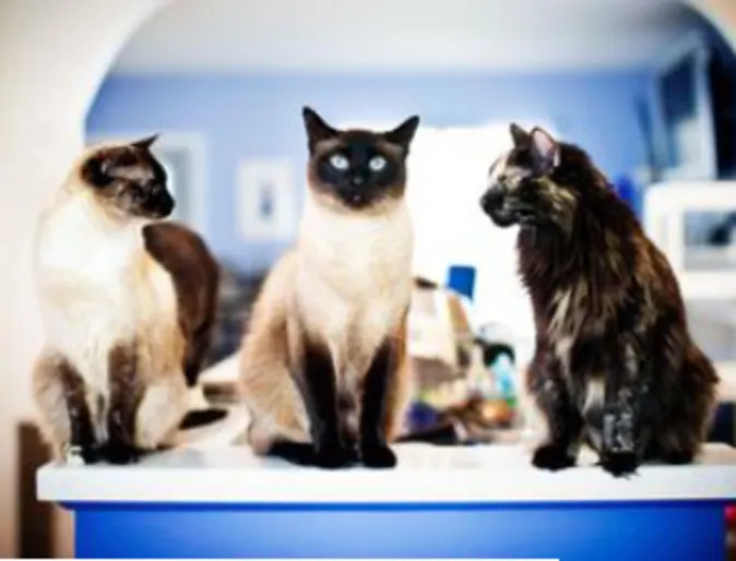 Three cats sitting on an exam table
